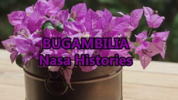 bugambilia – Nasa Histoires